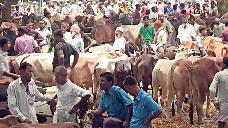 Cattle flow adequate, prices high  