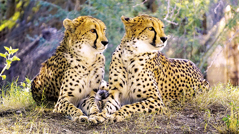 cheetahs to roam again in india forests