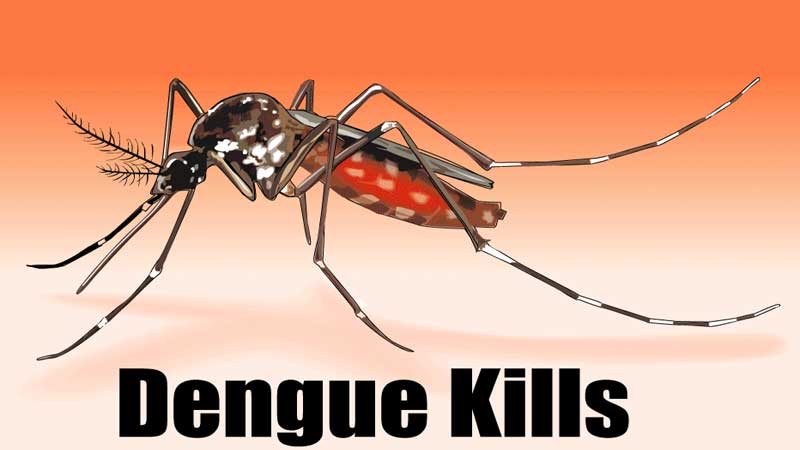 Four die of dengue