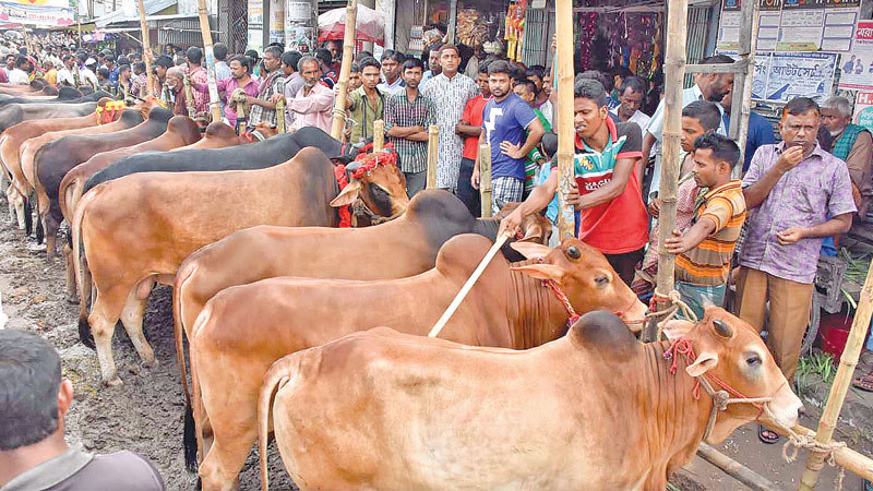 Sale of sacrificial animals yet to gain momentum
