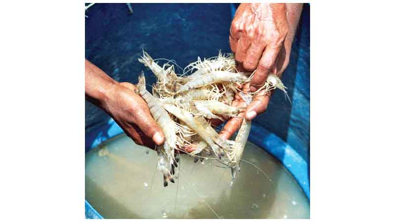 13 projects in the offing to boost fish production

