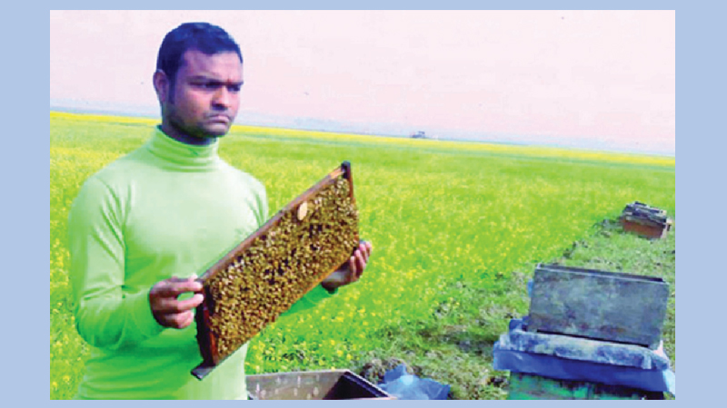 Honey harvesting brings boon for Rajshahi farmers