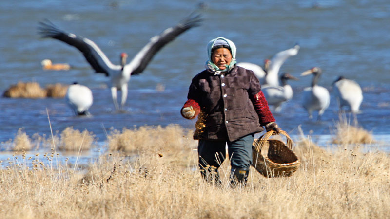 1,400 black-necked cranes roosting in Zhaotong