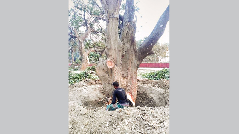 300 trees felled in 3 years on RU campus