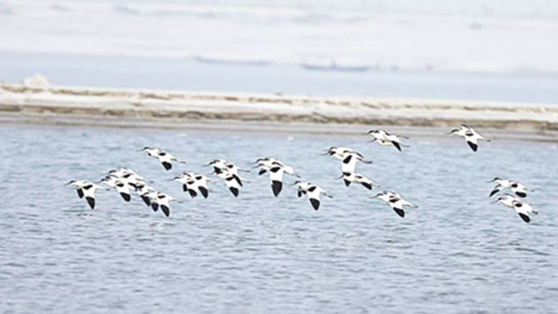 37 bird species spotted in Rajshahi Padma riverbeds