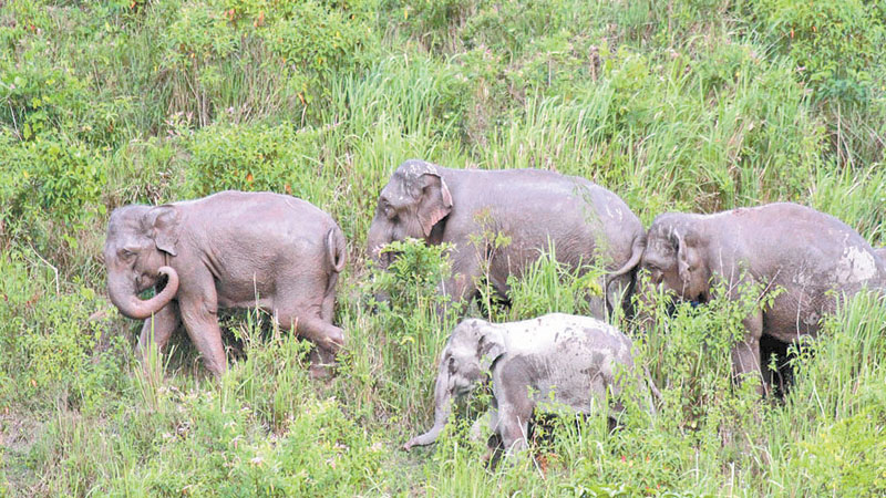 Xishuangbanna elephant feeding ground a success