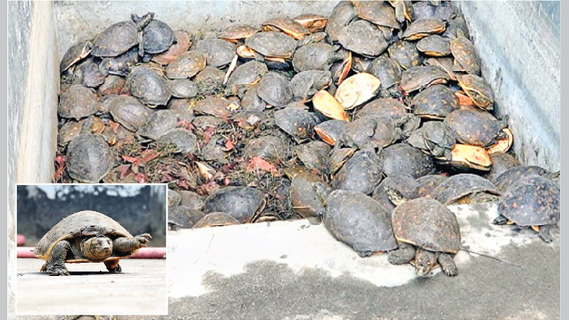 494 turtles recovered, 3 held
