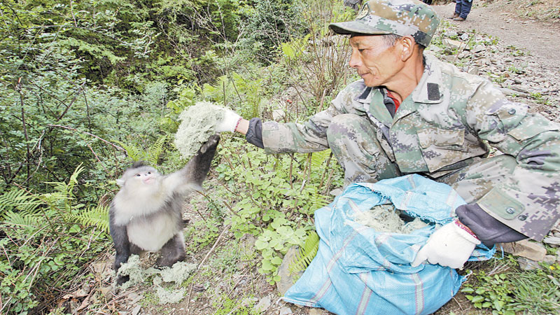 Face-to-face with Yunnan snub-nosed monkeys