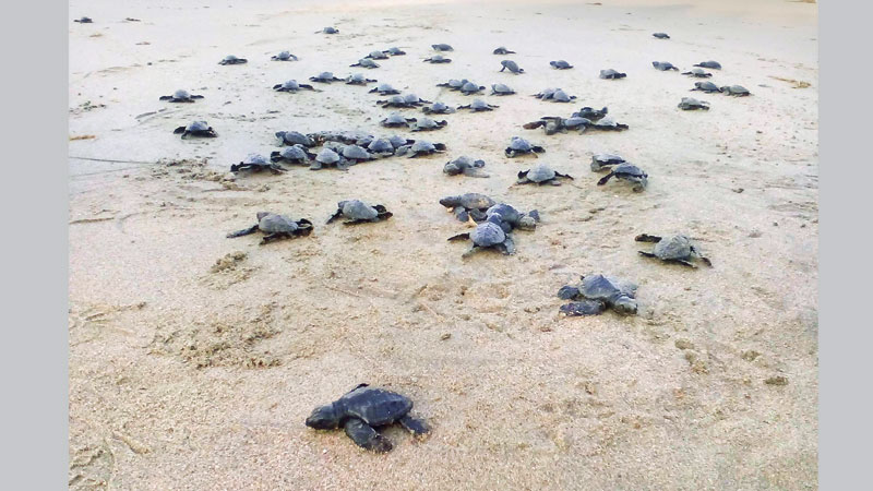 960 baby turtles released into Bay of Bengal