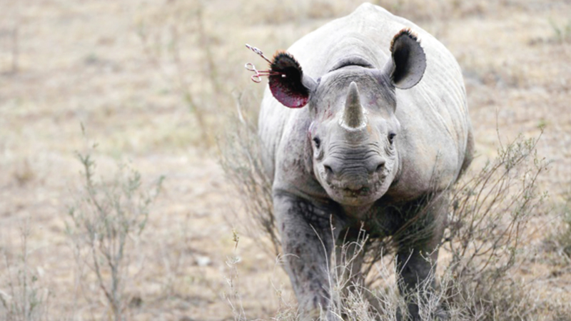 African tourism alarmed by rhino, elephant losses