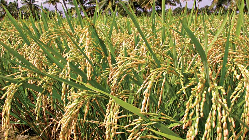 Agriculture�s performance must 
graduate to a higher level            