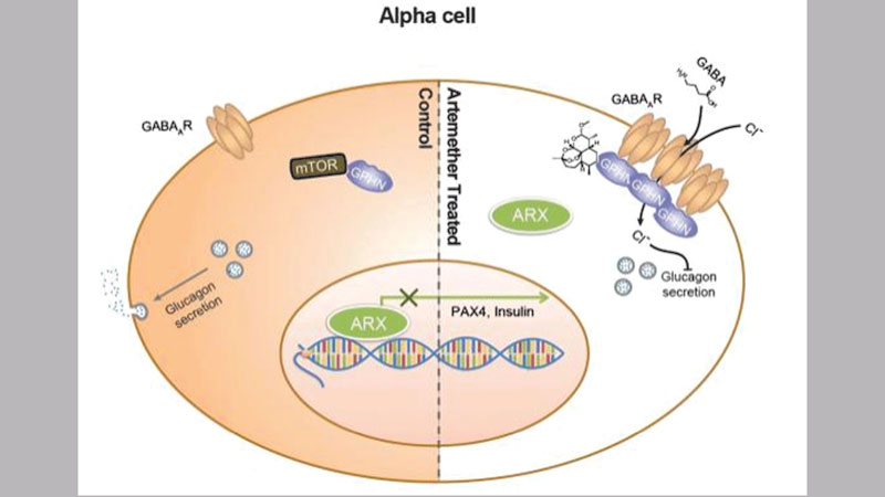 Diabetes breakthrough: Insulin-producing cells formed using malaria drugs