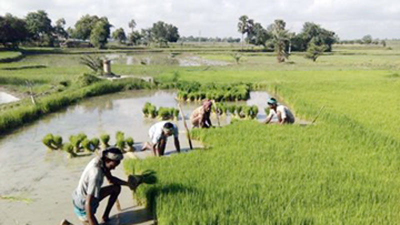 T-Aman farming continues in full swing in Rajshahi