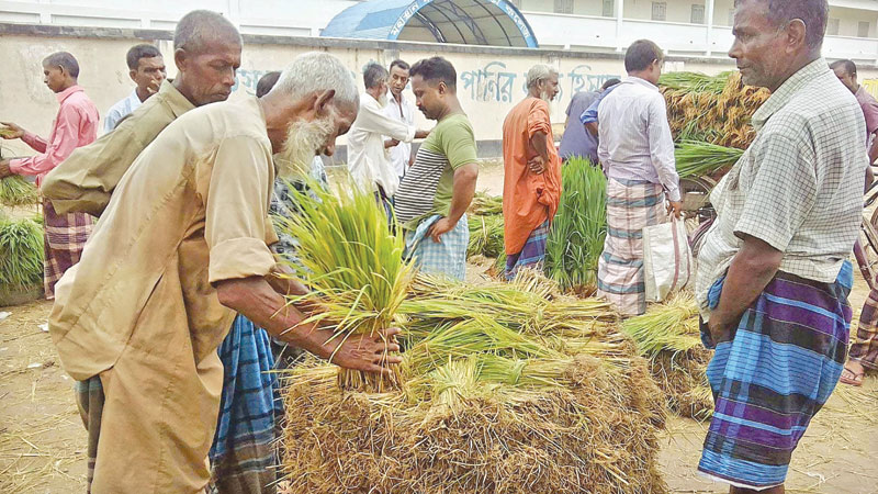 Farmers hit by Aman seedling crisis