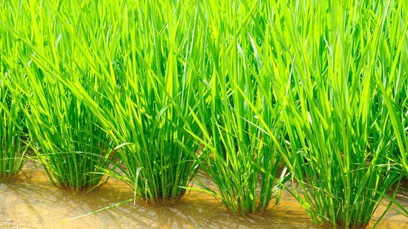 Rain ruins seedbeds of Aman transplantation