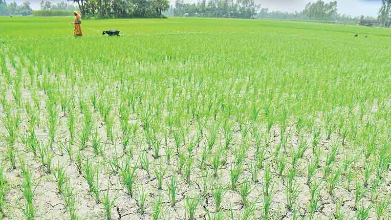 Aman on 1,000 bighas faces
irrigation problem 
