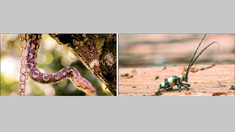 We have still not found the missing link between us and apes