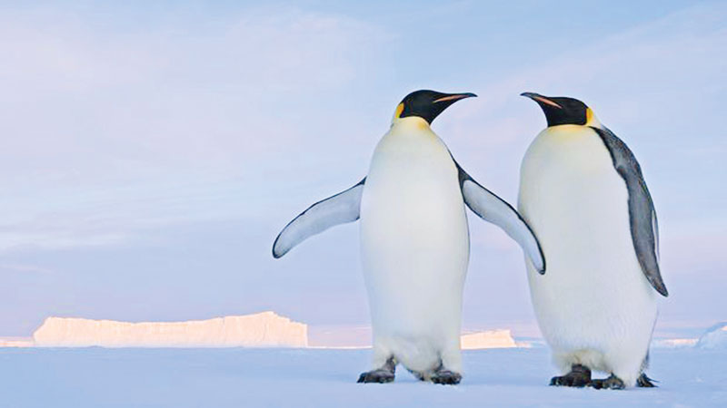 150,000 Antarctica penguins die after iceberg grounding: Study
