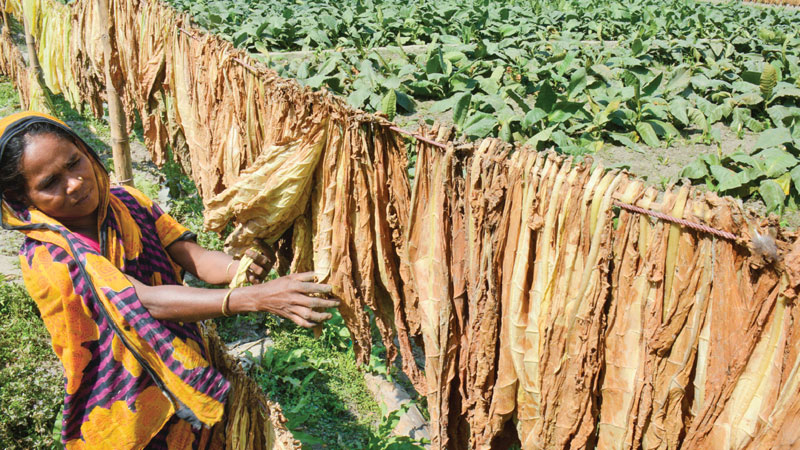 Anti-tobacco campaign fails on deaf ears