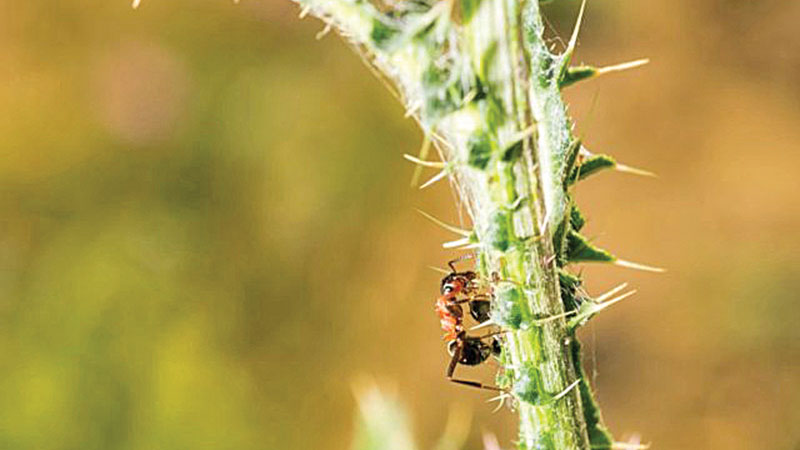 Ants are expert navigators, even walking backwards: Study