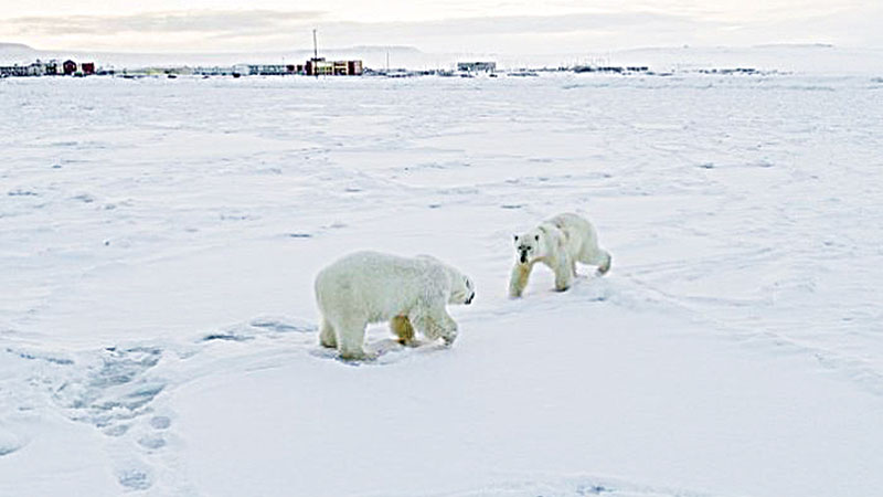 Arctic ice sees 56 polar bears descend on Russian village 
