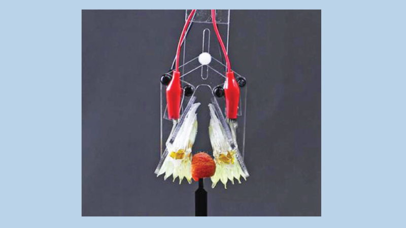 Artificial Muscles Becoming More Human-Like 