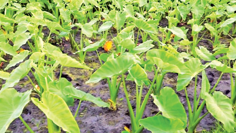 Arum cultivation 