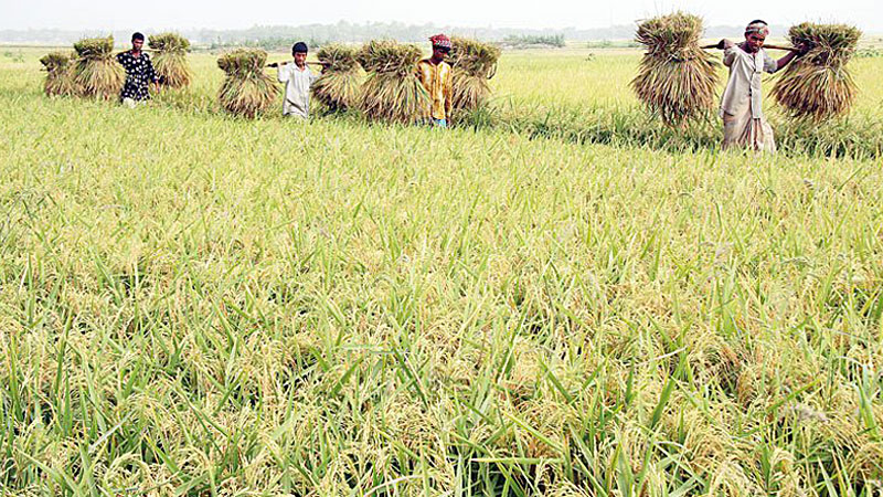 Bumper Aush rice output likely despite floods in Rangpur