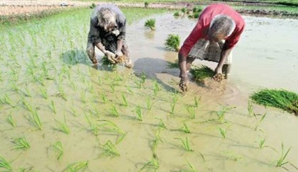 Aush farming promoted over Boro for lower water needs