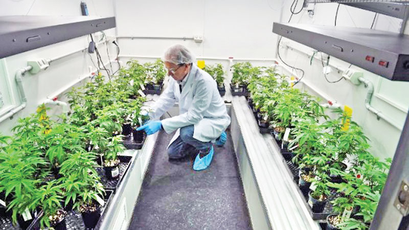 Australia cautiously enters medical marijuana market