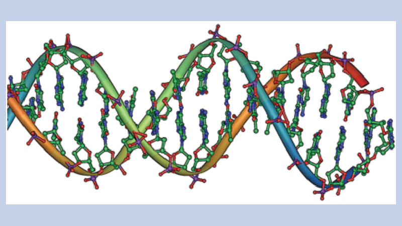 Autism researchers discover genetic 'Rosetta Stone'