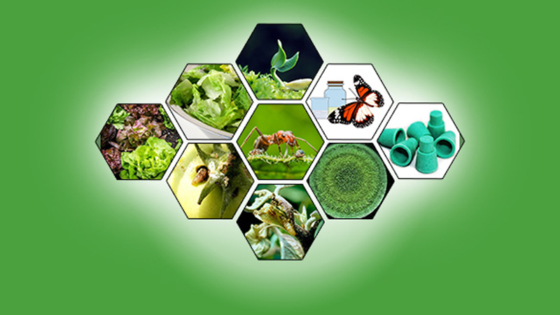 Bio-pesticide for safe food production stressed