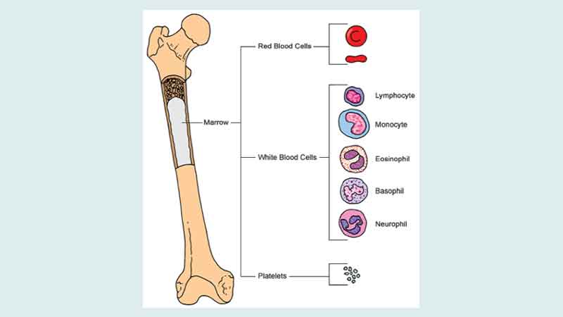 The special nurses: plays a vital role in taking care of bone marrow transplant (BMT) patients