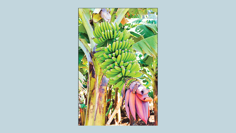 Banana market faces manifold problems