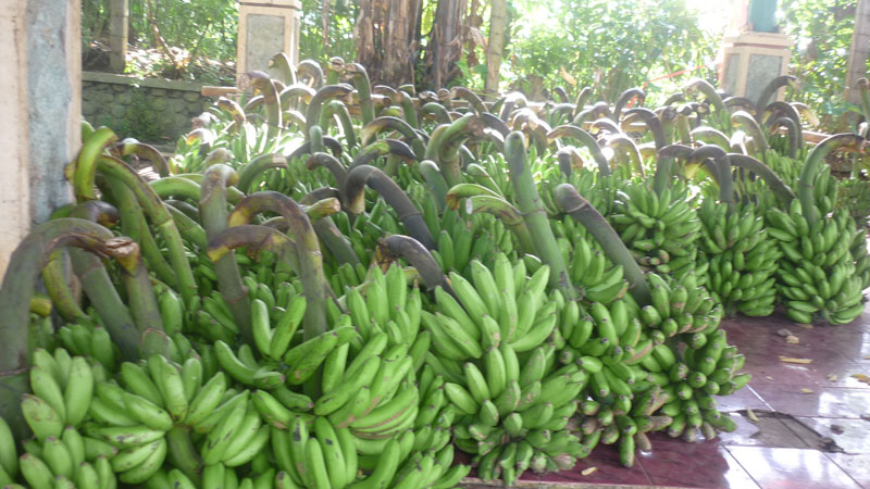 Banana brings smiles on face of growers 