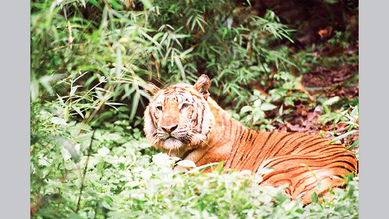 Protect Bangladesh’s biodiversity