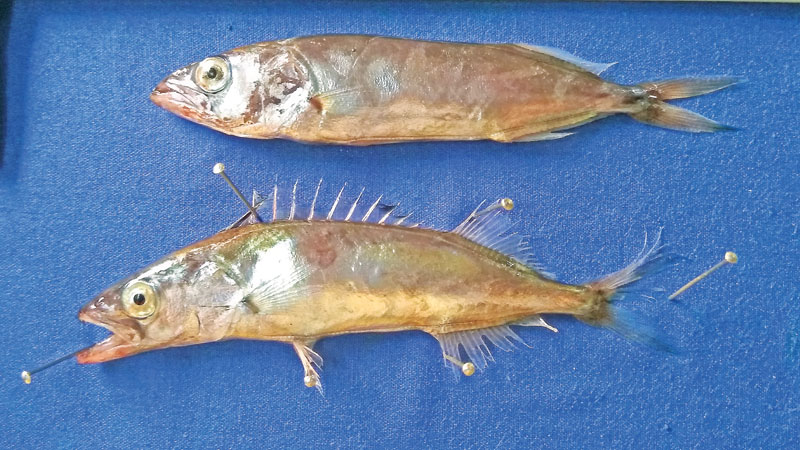 New fish species traced in Bay of Bengal