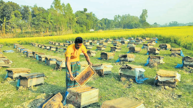 Beekeeping in boxes around mustard fields gains ground in Tangail
