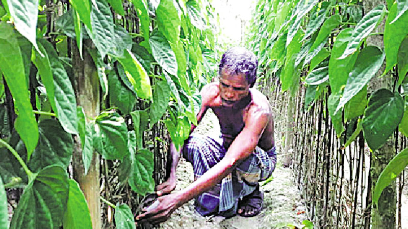 Betel leaf farming becomes boon for Rajshahi farmers