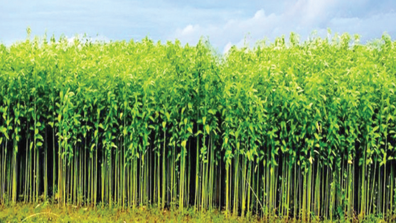 Better jute production likely in Rangpur region