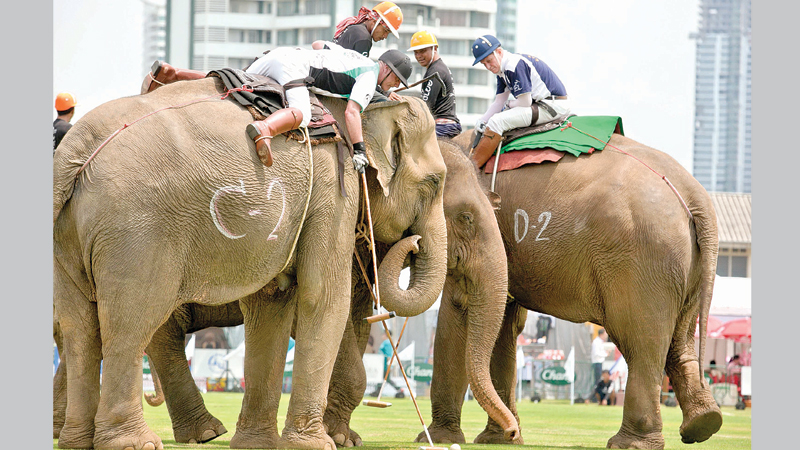 Big competition at Bangkok’s elephant polo games