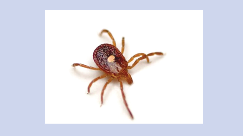 Big slice of red meat 
allergies tied to tick bites
