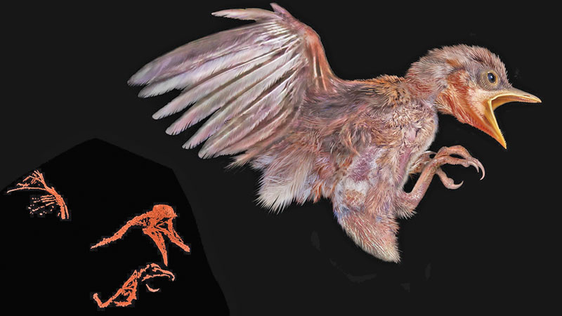Bird caught in amber 100 million years ago 