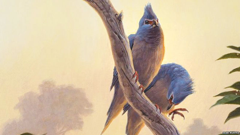Fossil sheds light on bird evolution 