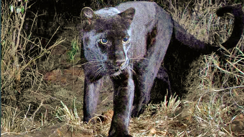 Black Panther spotted in Africa for the first time in 100 years