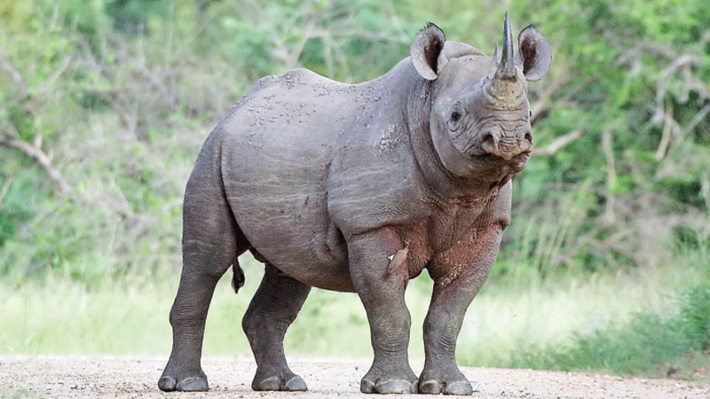 Black rhino to return to Chad after S Africa deal