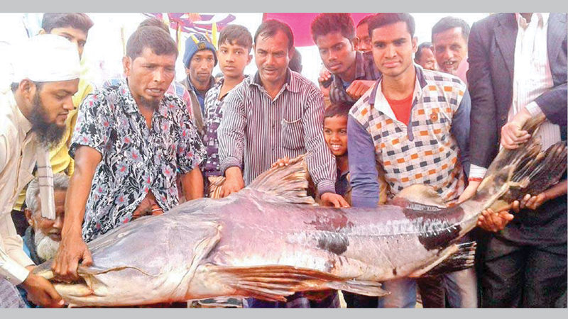 Bogra fish fair draws huge crowd