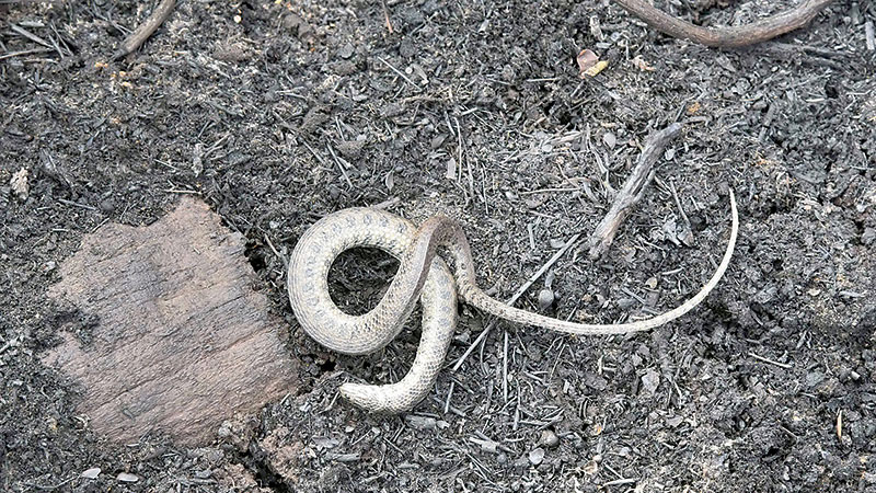 Bolivia loses 1.2 m hectares to fires this year, says govt 