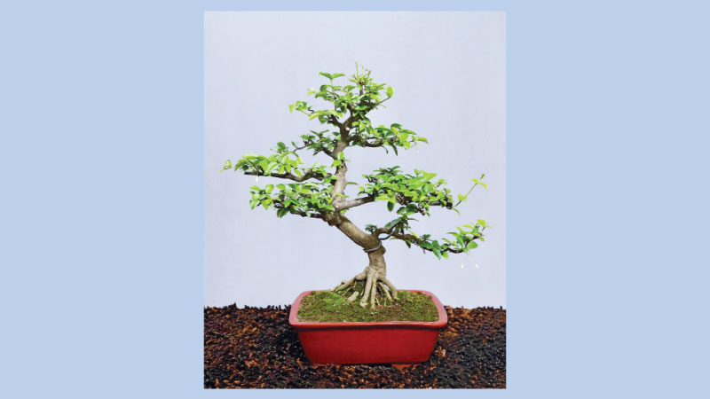 Md Solaiman’s first annual 
Bonsai exhibition held