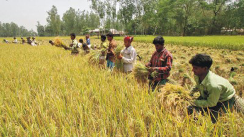 Farmers expect bumper Boro yield in Manikganj